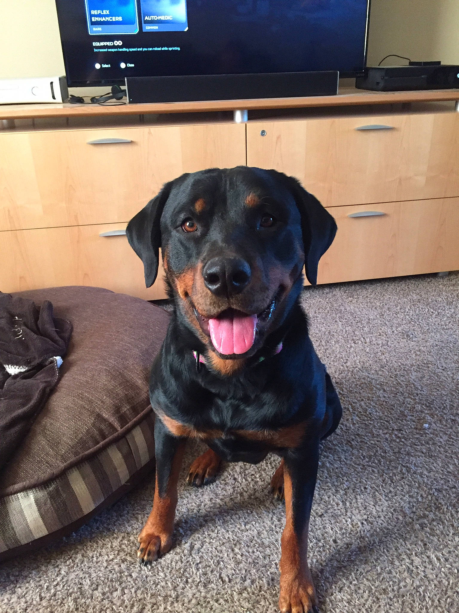 Kaiserin is registered to the contest to win money with this photo: austrian_black_and_tan_hound, black_and_tan_terrier, canidae, carnivore, companion_dog, dog, dog_breed, fawn, guard_dog, huntaway, hunting_dog, mammal, rottweiler, smaland_hound, snout, sporting_group, tyrolean_hound, vertebrate, working_dog