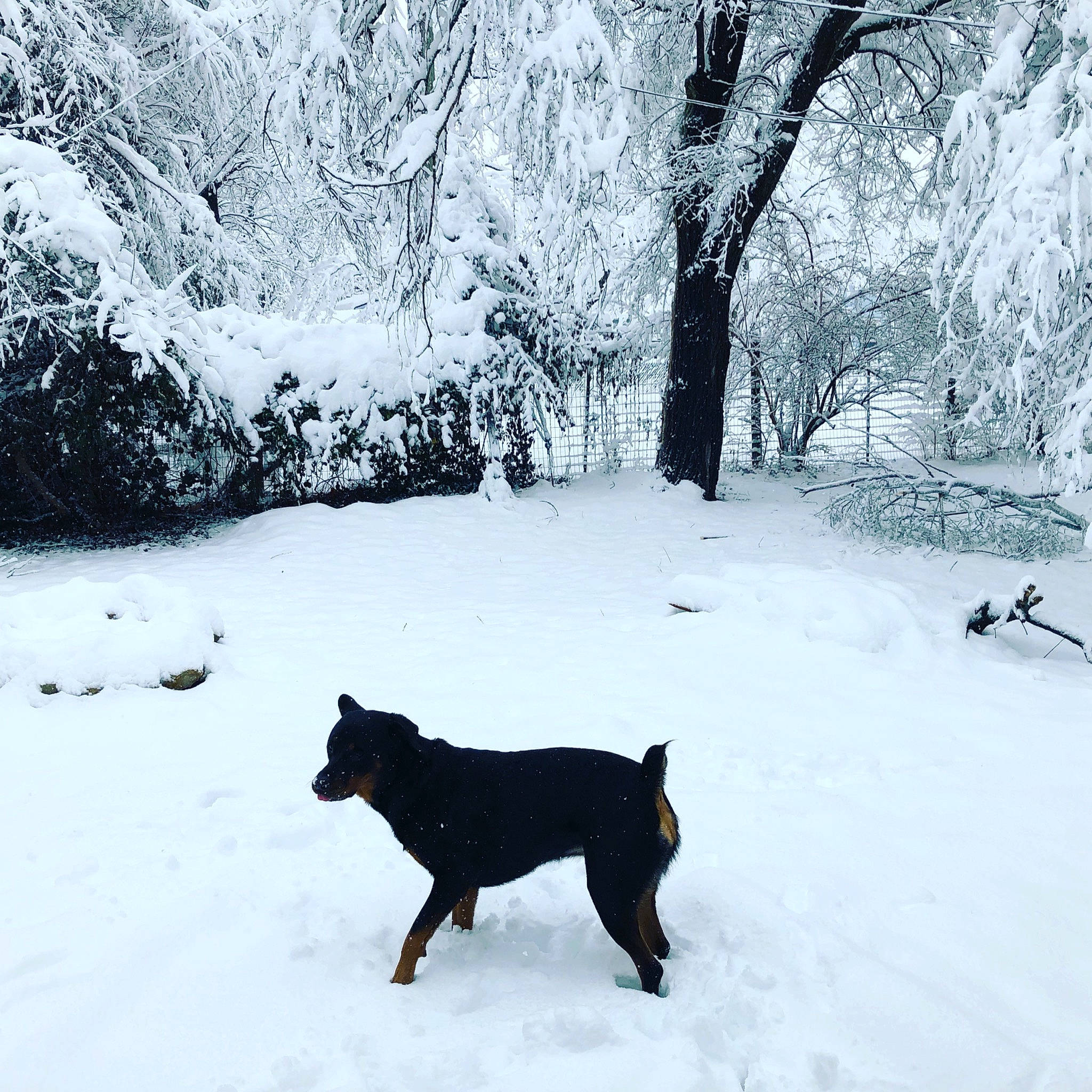 Kaiserin is registered to the contest to win money with this photo: australian_cattle_dog, beauceron, black, blizzard, canidae, carnivore, dobermann, dog, dog_breed, dog_walking, freezing, guard_dog, mammal, snow, sporting_group, tail, tree, winter, winter_storm, working_dog