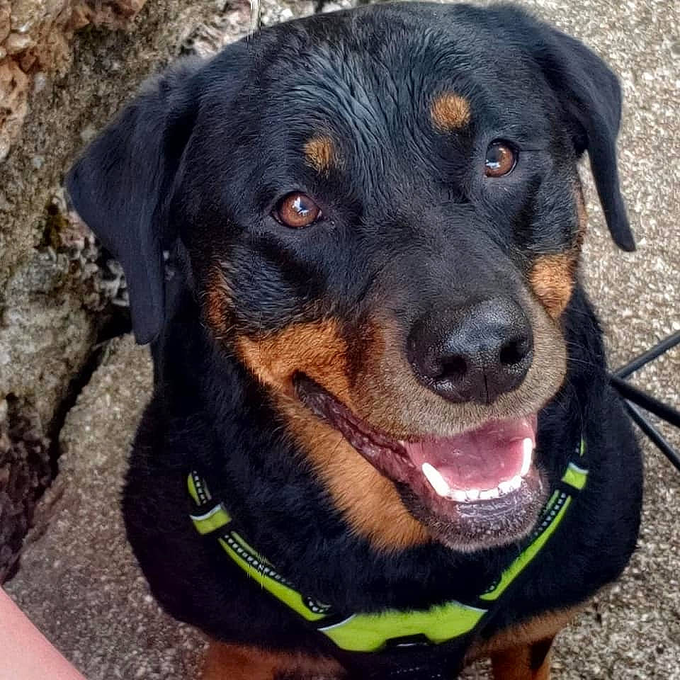 Kaiserin is registered to the contest to win money with this photo: austrian_black_and_tan_hound, beauceron, black_and_tan_terrier, canidae, carnivore, companion_dog, dog, dog_breed, hellenikos_ichnilatis, huntaway, hunting_dog, mammal, nose, rare_breed_dog, rottweiler, smaland_hound, snout, sporting_group, vertebrate, working_dog