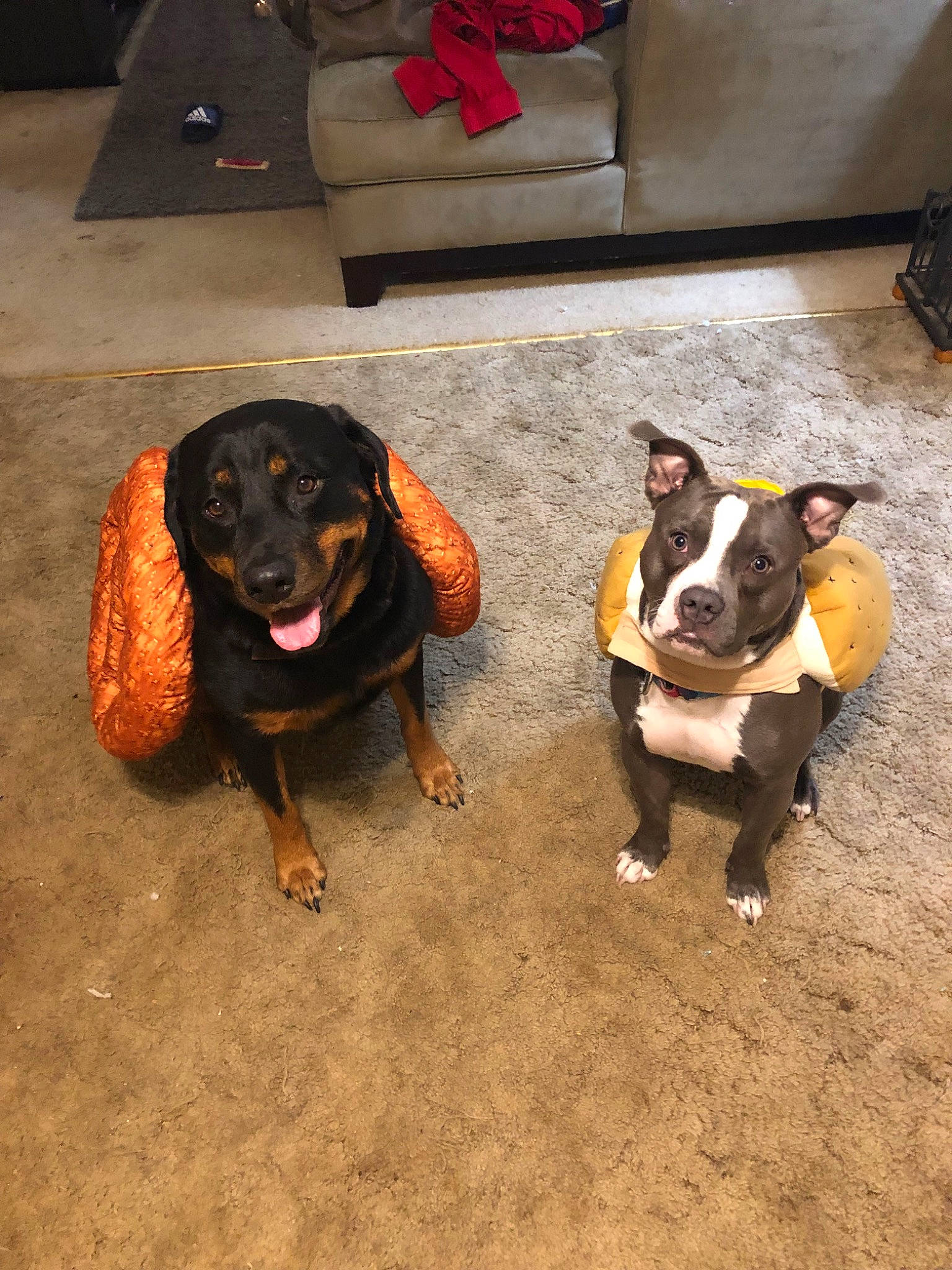 Kaiserin joined the competition — help win amazing prizes! american_pit_bull_terrier, boston_terrier, canidae, carnivore, dog, dog_breed, fawn, mammal, non_sporting_group, pit_bull, snout, sporting_group, vertebrate