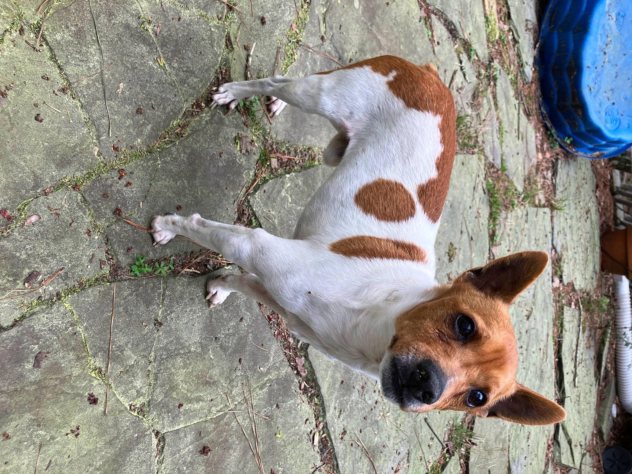 Popcorn joined the competition — help win amazing prizes! ancient_dog_breeds, canidae, carnivore, companion_dog, concrete, dog, dog_breed, fawn, fur, non_sporting_group, pattern, paw, snout, sporting_group, tail, terrestrial_animal, wildlife, wood, working_animal