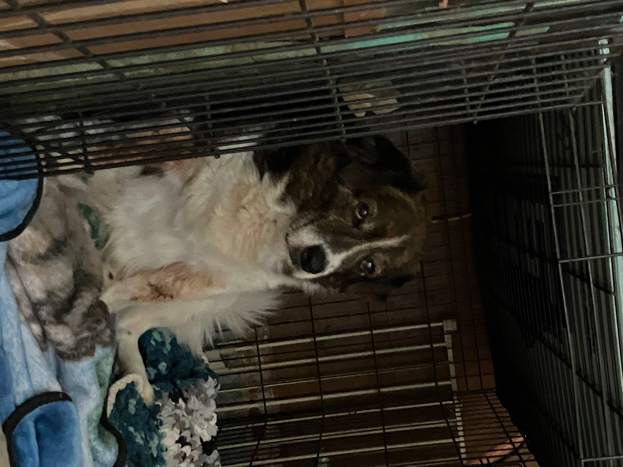 Roscoe is registered to the contest to win money with this photo: animal_shelter, art, building, cage, canidae, carnivore, companion_dog, dog, dog_breed, dog_crate, dog_supply, fur, kennel, mesh, pet_supply, service, snout, sporting_group, whiskers, working_animal