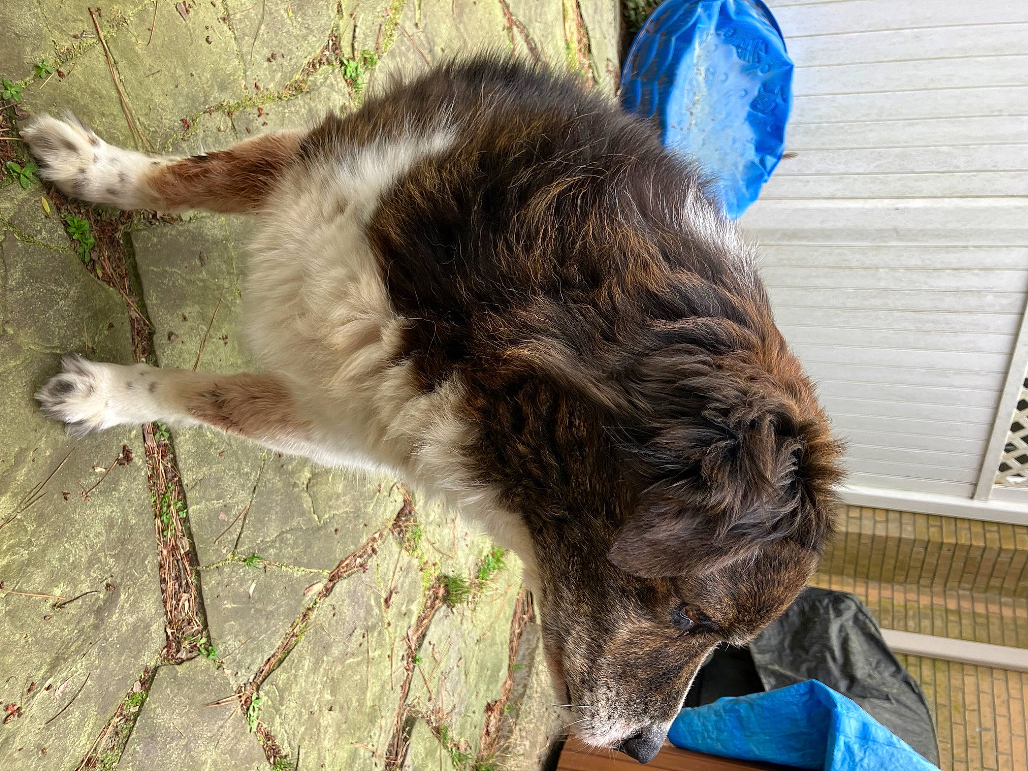 Roscoe joined the competition — help win amazing prizes! blue, carnivore, cat, claw, collar, dog_breed, domestic_short_haired_cat, fawn, felidae, fur, grass, paw, plant, small_to_medium_sized_cats, snout, sporting_group, tail, terrestrial_animal, whiskers, working_animal