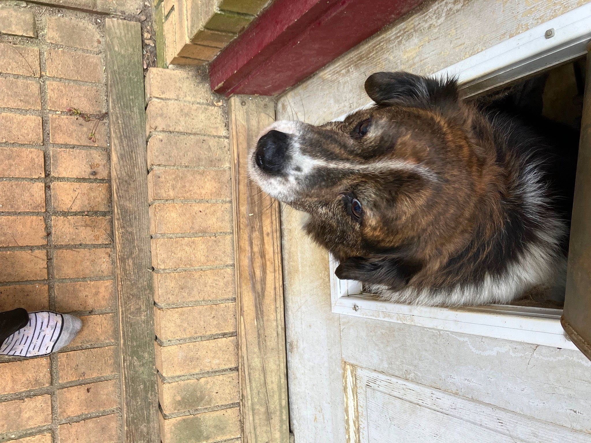 Roscoe is registered to the contest to win money with this photo: brick, brickwork, canidae, carnivore, dog_breed, facade, fur, liver, sandal, snout, sporting_group, terrestrial_animal, window, wood