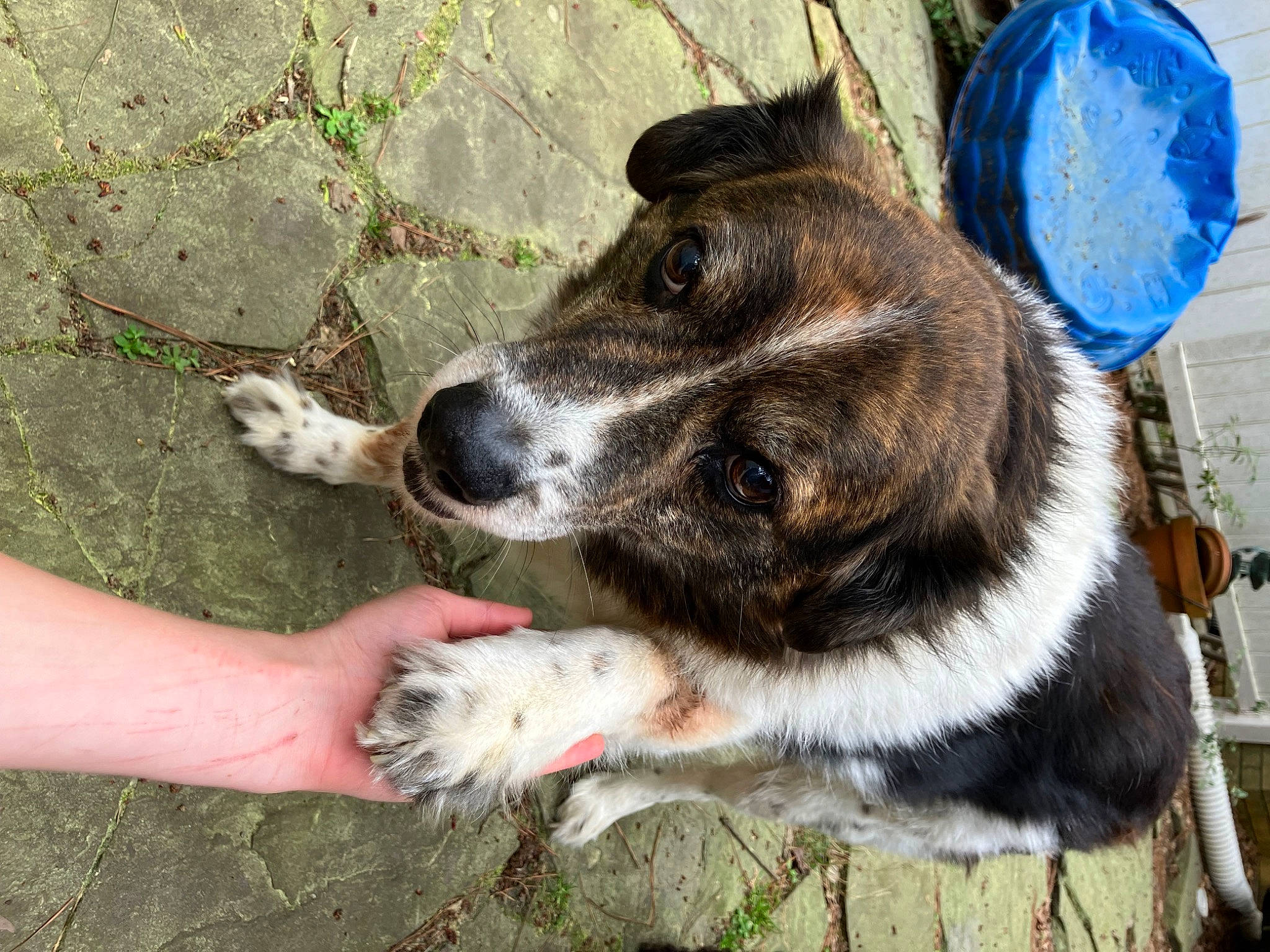 Roscoe is registered to the contest to win money with this photo: canidae, carnivore, collar, companion_dog, dog, dog_breed, dog_collar, electric_blue, fashion_accessory, foot, fur, grass, herding_dog, leash, paw, sporting_group, street_dog, whiskers, working_animal, working_dog