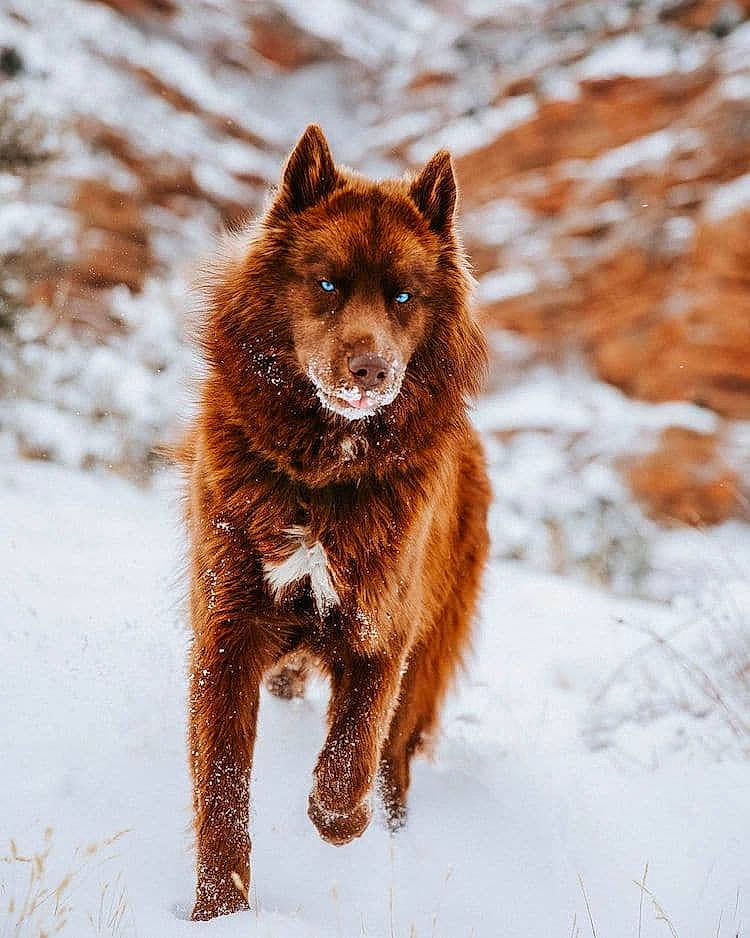 Bear is registered to the contest to win money with this photo: brown_bear, canidae, canis, carnivore, dog_breed, freezing, fur, ice_skating, liver, plant, snout, snow, tail, terrestrial_animal, tree, trunk, whiskers, wildlife, winter