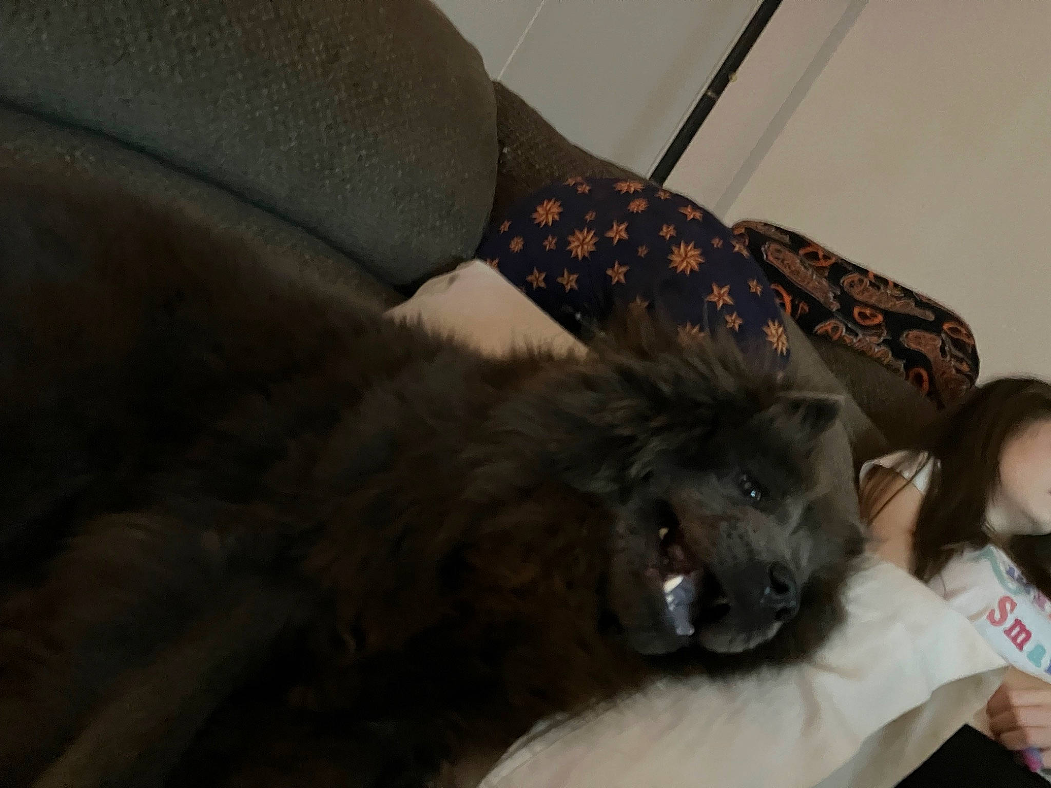 Tinkerbell is registered to the contest to win money with this photo: bed, black_cat, canidae, carnivore, cat, claw, comfort, companion_dog, dog_breed, domestic_short_haired_cat, fawn, felidae, fur, grey, nap, paw, small_to_medium_sized_cats, sporting_group, tail, whiskers