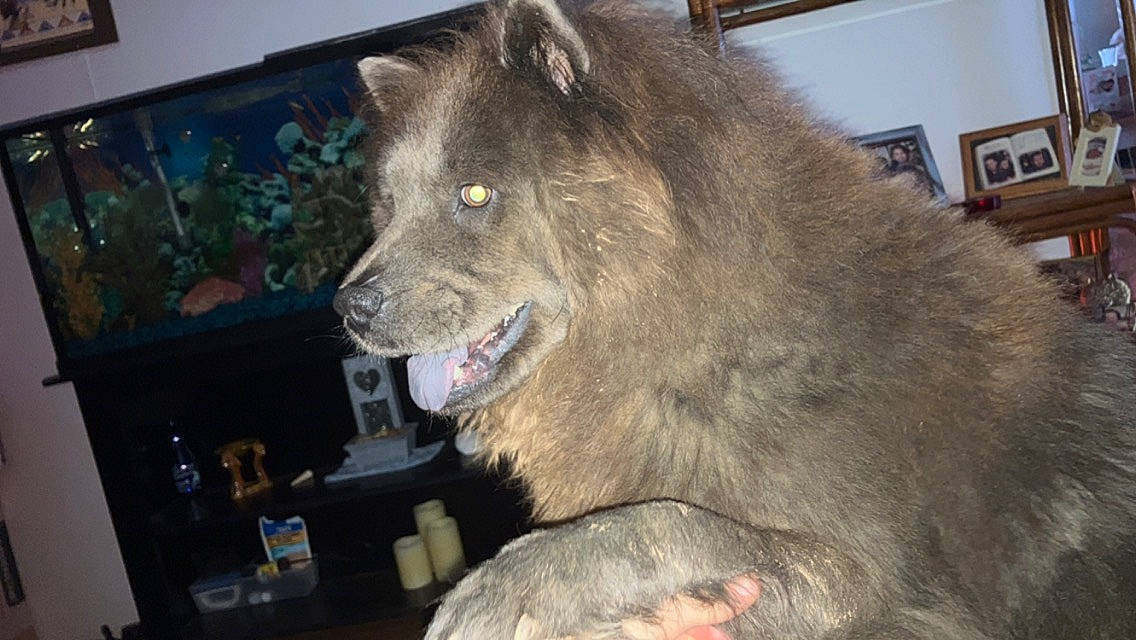 Tinkerbell is registered to the contest to win money with this photo: big_cats, canidae, carnivore, companion_dog, dog_breed, fang, felidae, fur, giant_dog_breed, natural_material, picture_frame, snout, sporting_group, terrestrial_animal, whiskers, wildlife, working_animal