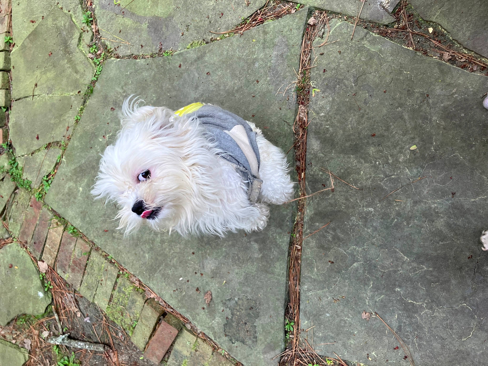 Benji joined the competition — help win amazing prizes! art, carnivore, circle, companion_dog, concrete, dog, dog_breed, fawn, fur, grass, mal_shi, plant, small_terrier, snout, sporting_group, tail, terrier, toy_dog, tree, whiskers