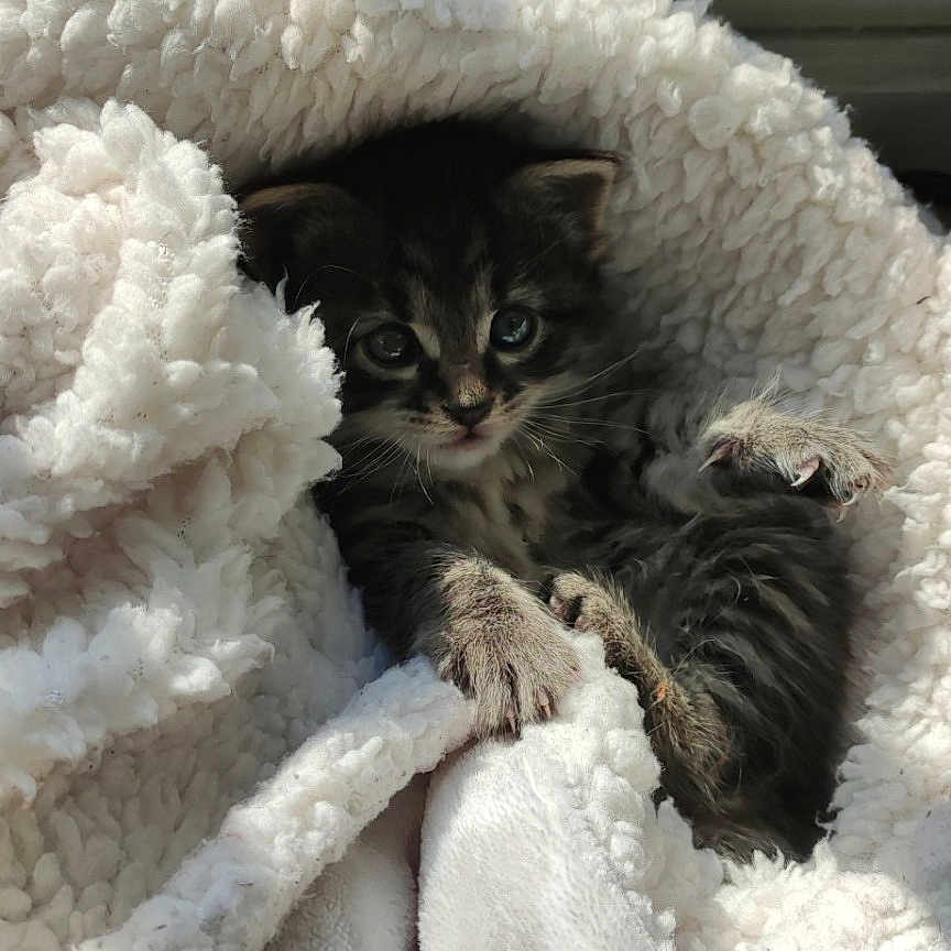 Poupouce