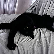 Void is registered to the contest to win money with this photo: cat, black_cat, pet, animal, indoor, white_sheet, paw, fur, eyes, stretching, relaxed, cute, whiskers, claws, lying_down, feline, bed, cozy, resting, playful
