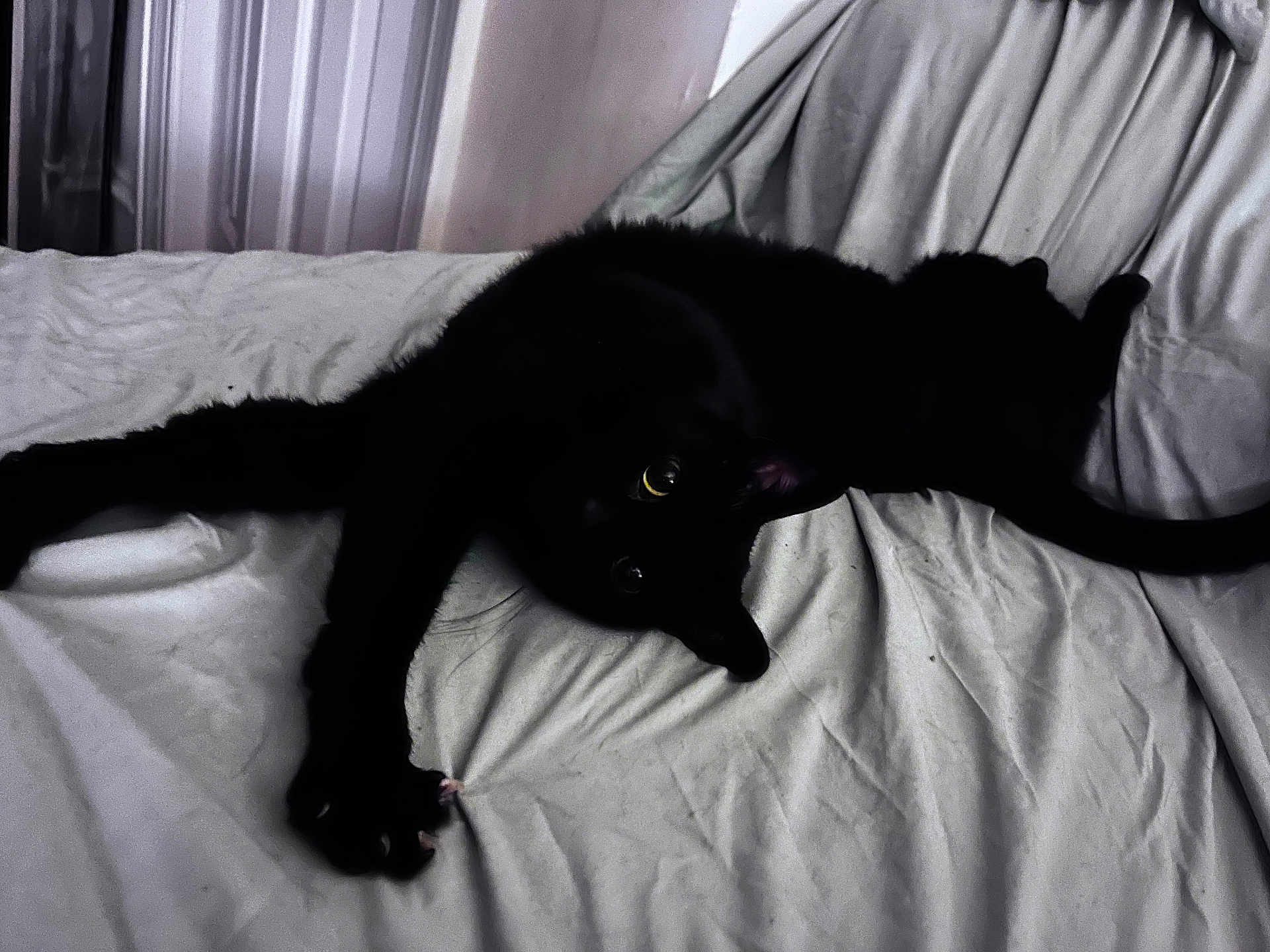 Void is registered to the contest to win money with this photo: cat, black_cat, pet, animal, indoor, white_sheet, paw, fur, eyes, stretching, relaxed, cute, whiskers, claws, lying_down, feline, bed, cozy, resting, playful