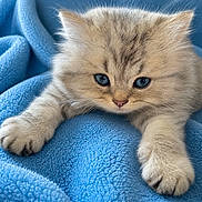 Calinou participe au concours pour gagner de l'argent avec cette photo : adorable, animal, blue_eyes, cat, closeup, comfort, cozy, cute, feline, fluffy, fur, indoor, kitten, paw, pet, relaxed, sleepy, soft_blanket, whiskers, young