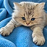adorable, animal, blue_eyes, cat, closeup, comfort, cozy, cute, feline, fluffy, fur, indoor, kitten, paw, pet, relaxed, sleepy, soft_blanket, whiskers, young