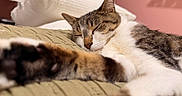 Lucky joined the competition — help win amazing prizes! cat, sleeping, paw, close_up, indoor, bed, blanket, cozy, relaxation, tabby, white_fur, pink_wall, pillow, feline, nap, domestic_cat, stretching, soft_lighting, home, cute