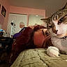 Lucky is registered to the contest to win money with this photo: cat, tabby_cat, person, bed, blanket, indoor, mirror, furniture, relaxing, close_up, pet, domestic_animal, home, face, fur, whiskers, collar, red_hair, eyes, comfort