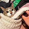 Lucky is registered to the contest to win money with this photo: cat, animal, pet, blanket, hand, fur, cozy, indoor, cute, playful, tabby, white_paw, human, clothing, fabric, green, pattern, closeup, resting, snuggled