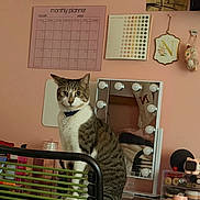 Lucky joined the competition — help win amazing prizes! cat, tabby_cat, indoor, chair, desk, mirror, vanity, lights, monthly_planner, pink_wall, decorations, collar, curious, pet, furniture, room, reflection, sitting, household, cozy