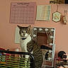 cat, tabby_cat, indoor, chair, desk, mirror, vanity, lights, monthly_planner, pink_wall, decorations, collar, curious, pet, furniture, room, reflection, sitting, household, cozy