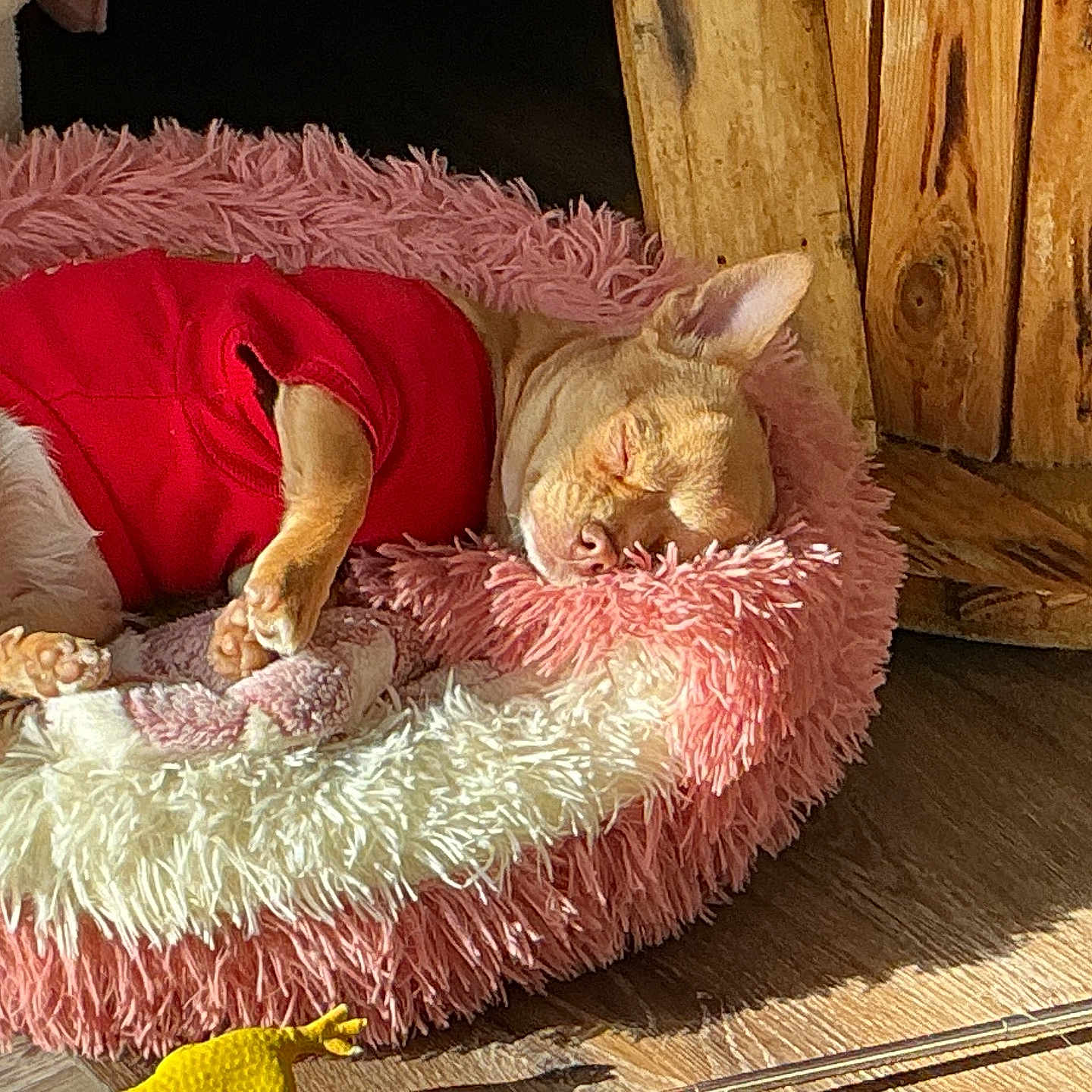 Angels a rejoint le concours — aidez-le/la à gagner de superbes lots ! blanket, chihuahua, close_up, cozy, dog, ear, furniture, indoor, muzzle, nap, paw, pet, pink_bed, plush_bed, red_sweater, sleeping, sleeping_pet, sunlight, toy, wooden_floor