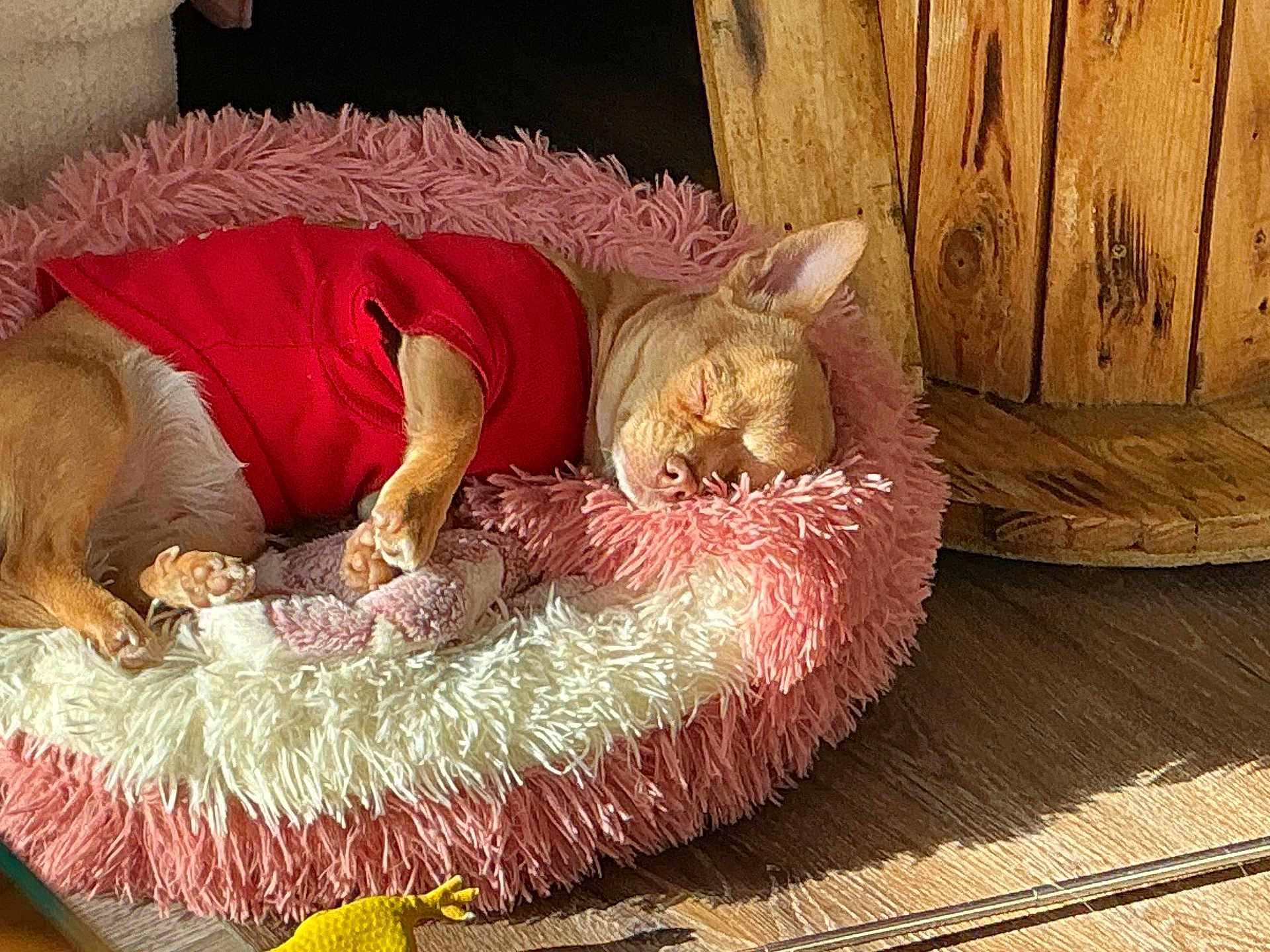Angels a rejoint le concours — aidez-le/la à gagner de superbes lots ! dog, chihuahua, pet, sleeping, pink_bed, red_sweater, cozy, paw, indoor, wooden_floor, sunlight, sleeping_pet, plush_bed, nap, furniture, ear, close_up, muzzle, toy, blanket