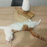 Peîo participe au concours pour gagner de l'argent avec cette photo : cat, stretching, wooden_table, orange_and_white_fur, placemat, lamp_base, indoor, relaxed, pet, feline, home, fur, animal, domestic, tabletop, cozy, resting, whiskers, ears, tail