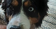 Narcisse a rejoint le concours — aidez-le/la à gagner de superbes lots ! animal, black_fur, brown_fur, carpet, close_up, dog, face, fur, heterochromia, human_leg, indoor, looking_at_camera, nose, patterned_rug, paw, pet, playful, snout, teeth, white_fur