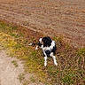 Narcisse a rejoint le concours — aidez-le/la à gagner de superbes lots ! animal, autumn, black_and_white, canine, daytime, dog, field, grass, harness, landscape, lying_down, nature, outdoor, path, peaceful, pet, quiet, rural, scenery, sky