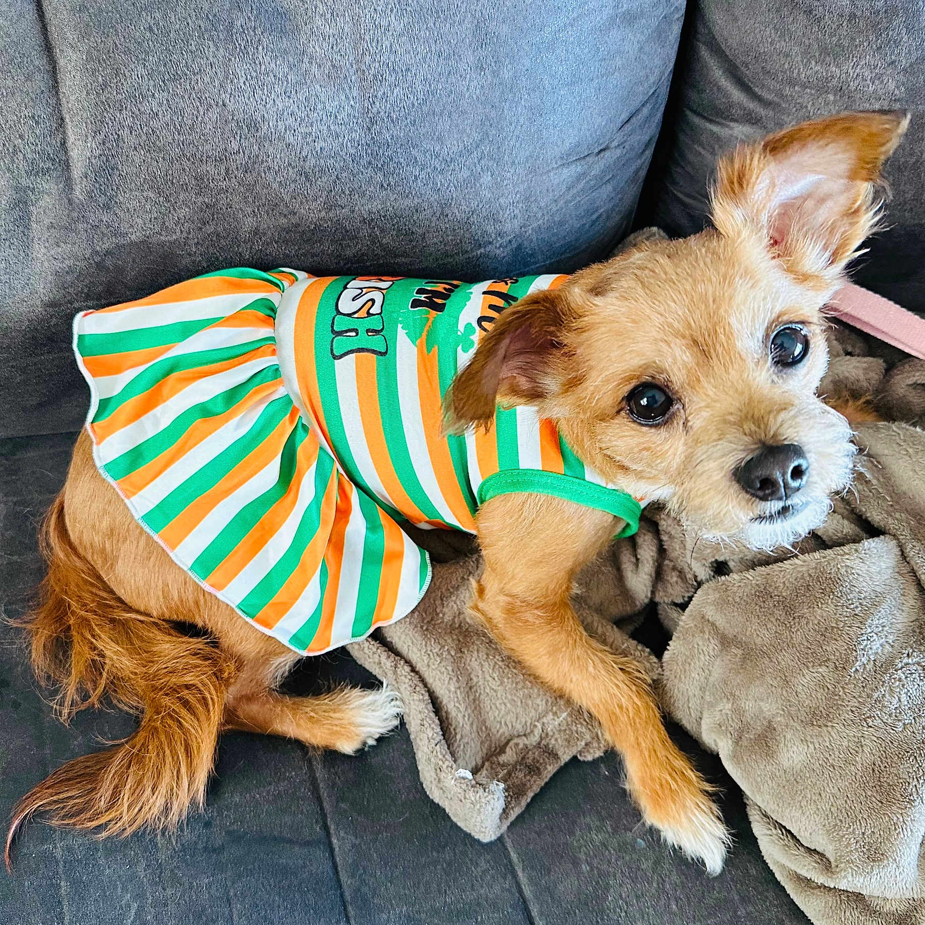 Piper is registered to the contest to win money with this photo: animal, blanket, canine, chihuahua, clothing, coat, cockerspaniel, couch, cushion, dog, dogbed, furniture, homedecor, lifejacket, papillon, pet, puppy, racket, terrier, vest
