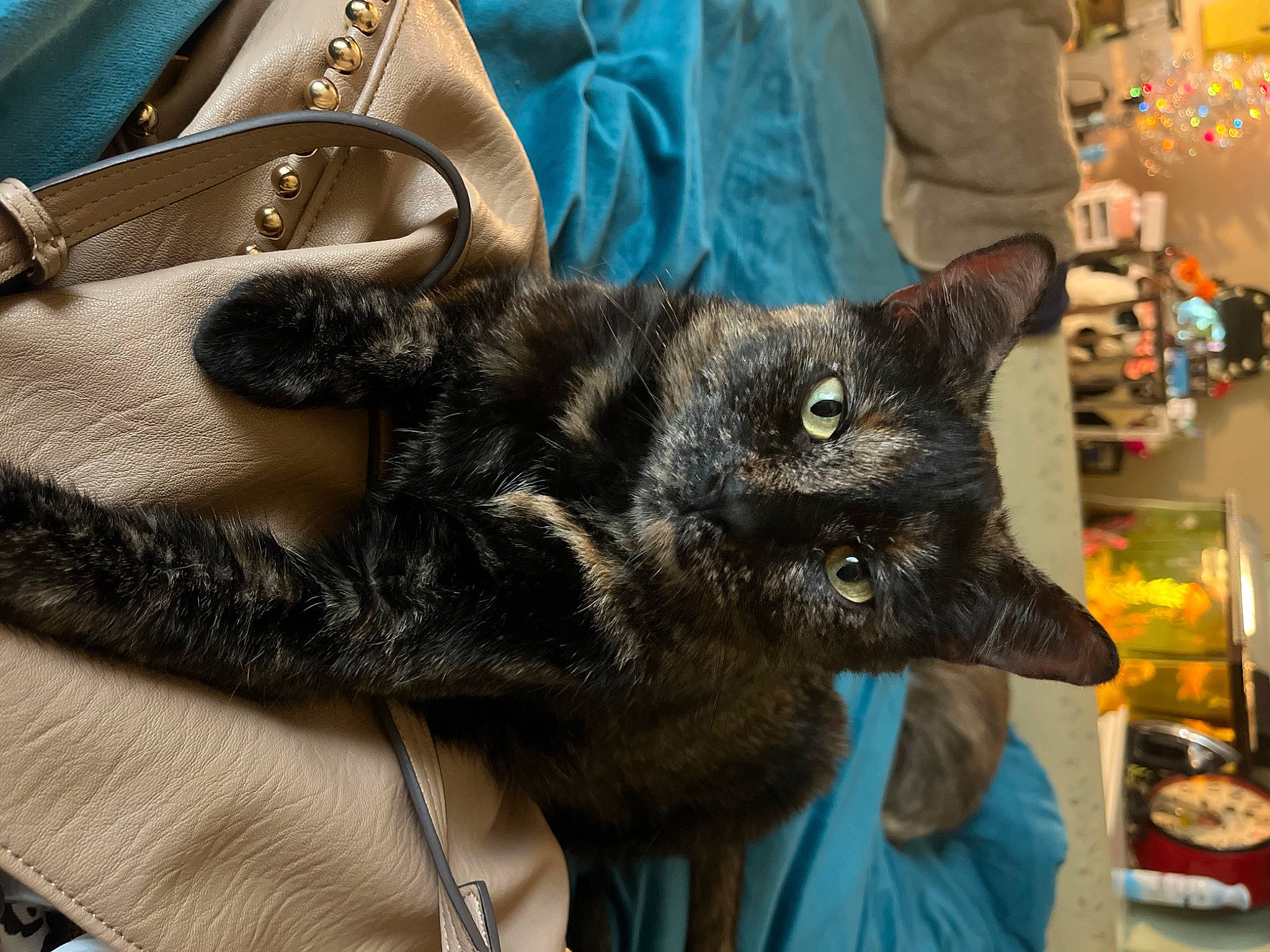 Luna joined the competition — help win amazing prizes! bag, black_cat, carnivore, cat, claw, comfort, domestic_short_haired_cat, fashion_accessory, felidae, fur, luggage_and_bags, paw, small_to_medium_sized_cats, snout, strap, tail, terrestrial_animal, whiskers