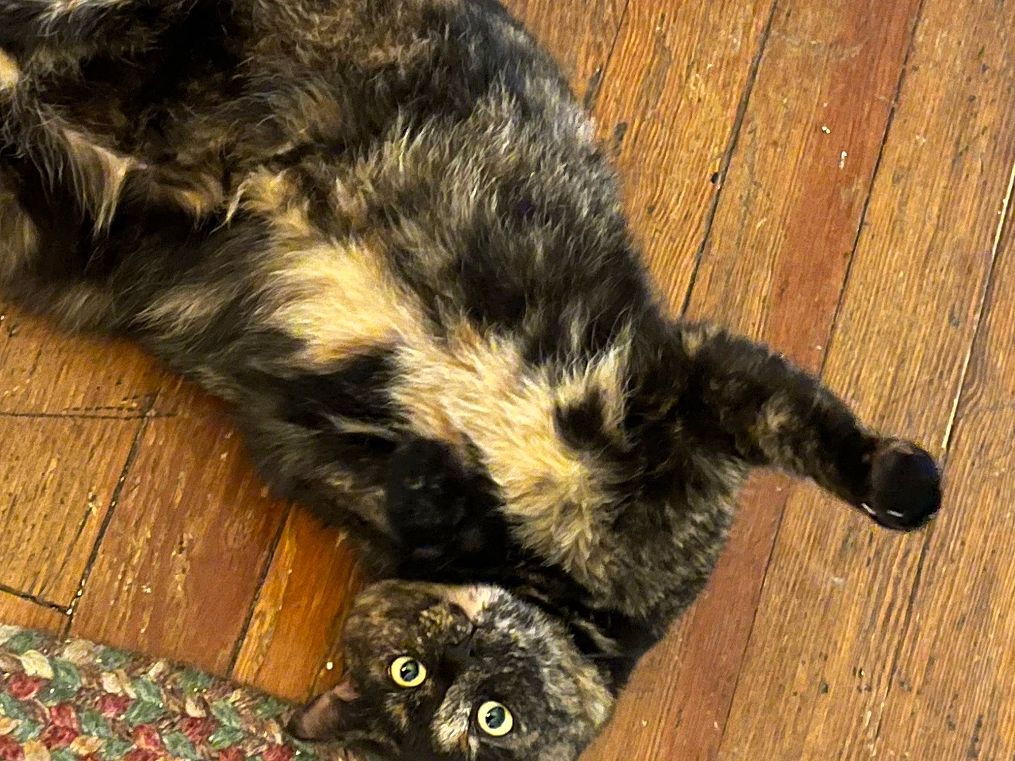 Luna joined the competition — help win amazing prizes! carnivore, cat, claw, dog_breed, domestic_short_haired_cat, felidae, flooring, fur, hardwood, paw, plank, small_to_medium_sized_cats, snout, tail, terrestrial_animal, varnish, whiskers, wood, wood_flooring, wood_stain