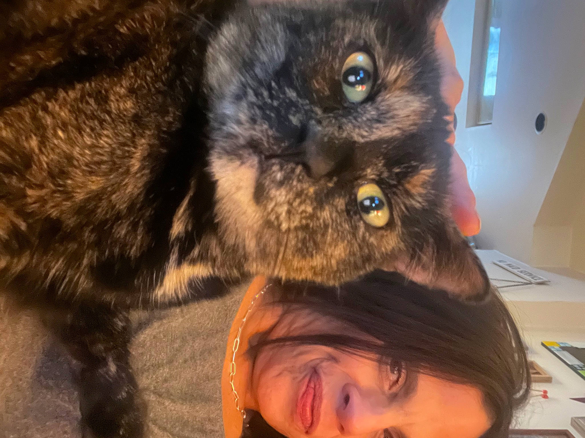 Luna joined the competition — help win amazing prizes! carnivore, companion_dog, dog_breed, ear, eye, fawn, felidae, fun, fur, happy, hat, head, nose, organ, skin, small_to_medium_sized_cats, smile, snout, terrestrial_animal, whiskers