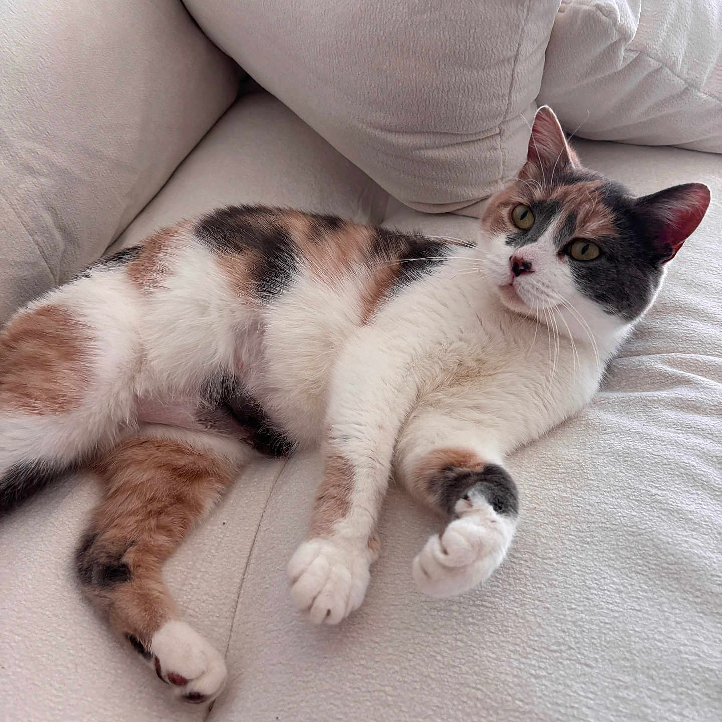 Calypso joined the competition — help win amazing prizes! animal, calico_cat, cat, couch, cozy, cute, domestic_animal, ears, feline, fur, furniture, indoor, living_room, paw, pet, relaxed, resting, soft_texture, whiskers, white_background