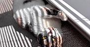 Calypso is registered to the contest to win money with this photo: blinds, carpet, cat, cozy, curious, domestic_animal, feline, fur, golden_eyes, indoor, paw, pet, playful, relaxed, shadow, striped_pattern, sunlight, upside_down, whiskers, window