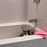 Calypso is registered to the contest to win money with this photo: animal, bathroom, bathtub, cat, chrome_faucet, clean, curious, cute, domestic, feline, home, indoor, minimalist, peeking, pet, pink_towels, quiet, resting, still_life, white