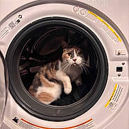 Calypso is registered to the contest to win money with this photo: animal, appliance, calico_cat, cat, curious, domestic, door, eye_contact, feline, front_load, fur, household, indoor, laundry, looking, pet, round, washing_machine, whiskers, white