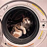 animal, appliance, calico_cat, cat, curious, domestic, door, eye_contact, feline, front_load, fur, household, indoor, laundry, looking, pet, round, washing_machine, whiskers, white