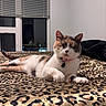 Calypso joined the competition — help win amazing prizes! animal, bedroom, bedspread, calico_cat, cat, cozy, domestic, feline, fur, indoor, leopard_print, night, paws, pet, pink_collar, reflection, relaxed, resting, whiskers, window