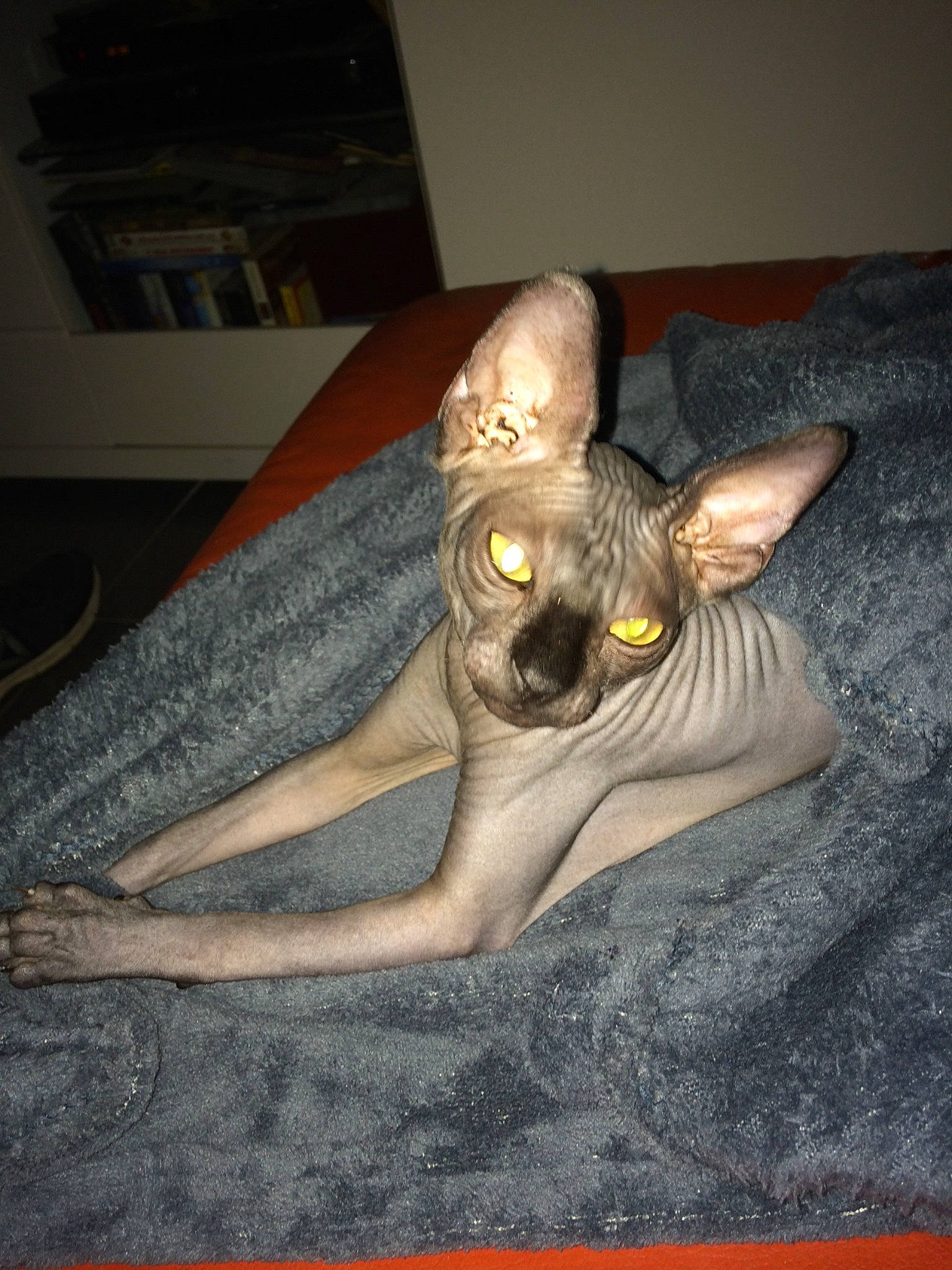 Clyde participe au concours pour gagner de l'argent avec cette photo : carnivore, cat, cornish_rex, donskoy, ear, fawn, felidae, mammal, oriental_shorthair, peterbald, small_to_medium_sized_cats, sphynx, tail, ukrainian_levkoy