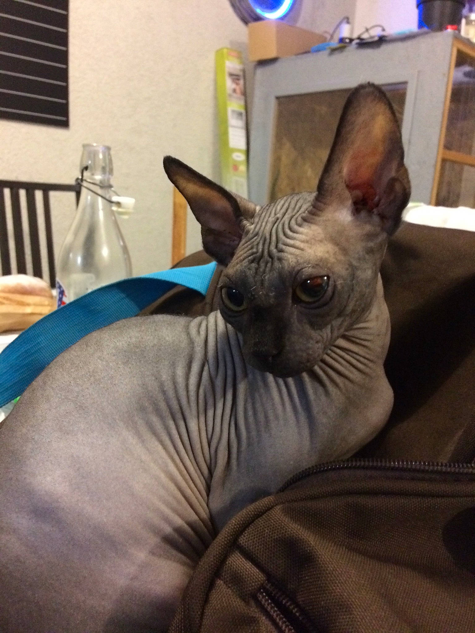 Clyde participe au concours pour gagner de l'argent avec cette photo : carnivore, cat, cornish_rex, devon_rex, donskoy, felidae, kitten, mammal, peterbald, rex_cat, small_to_medium_sized_cats, sphynx, ukrainian_levkoy, vertebrate, whiskers