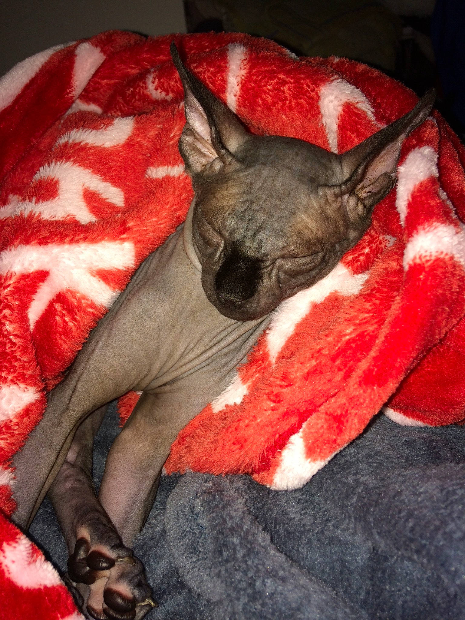 Clyde a rejoint le concours — aidez-le/la à gagner de superbes lots ! american_hairless_terrier, canidae, carnivore, cat, cornish_rex, devon_rex, donskoy, felidae, mammal, peterbald, small_to_medium_sized_cats, snout, sphynx, whiskers