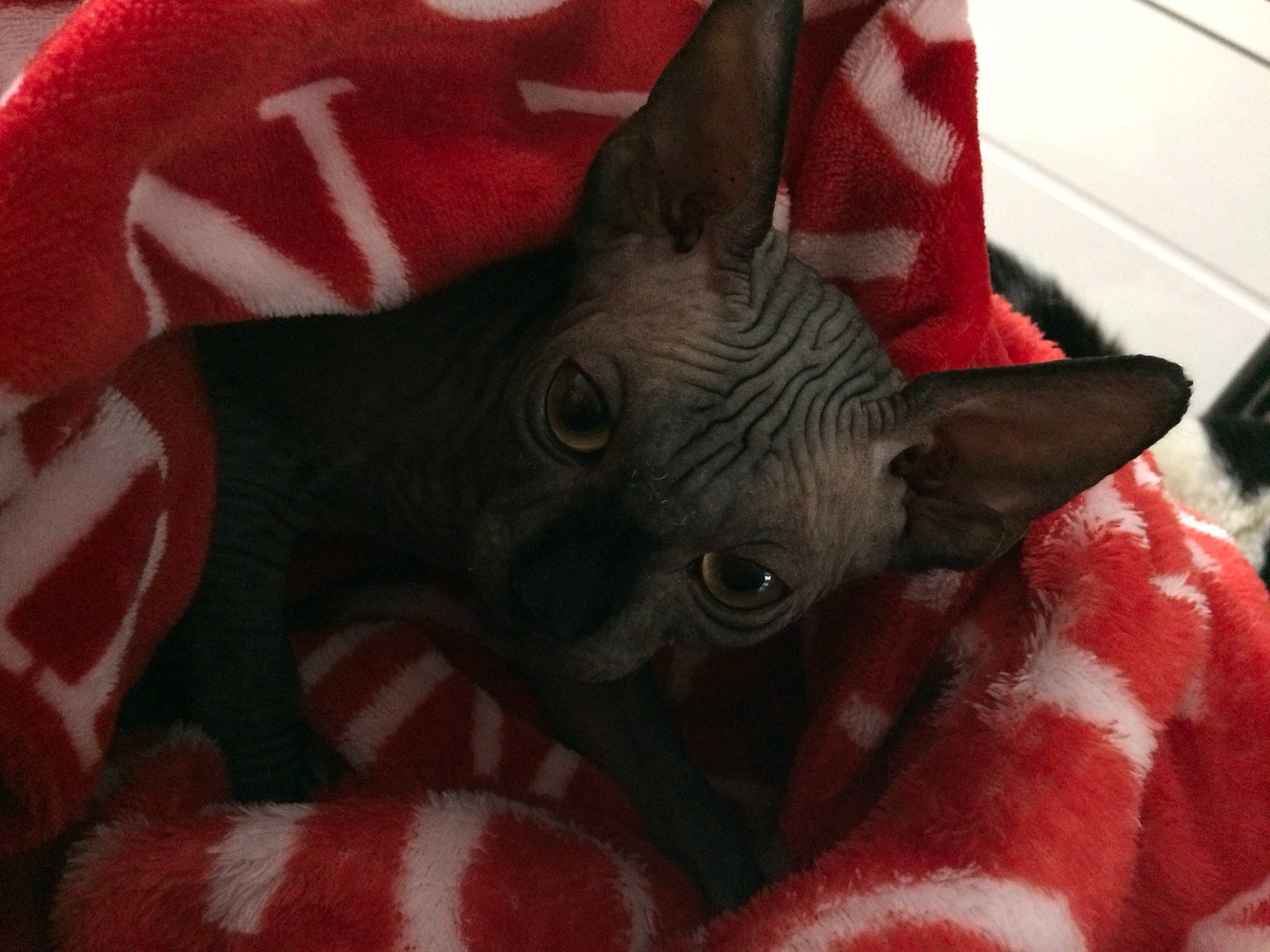 Clyde participe au concours pour gagner de l'argent avec cette photo : carnivore, cat, cornish_rex, devon_rex, donskoy, felidae, peterbald, small_to_medium_sized_cats, snout, sphynx, whiskers