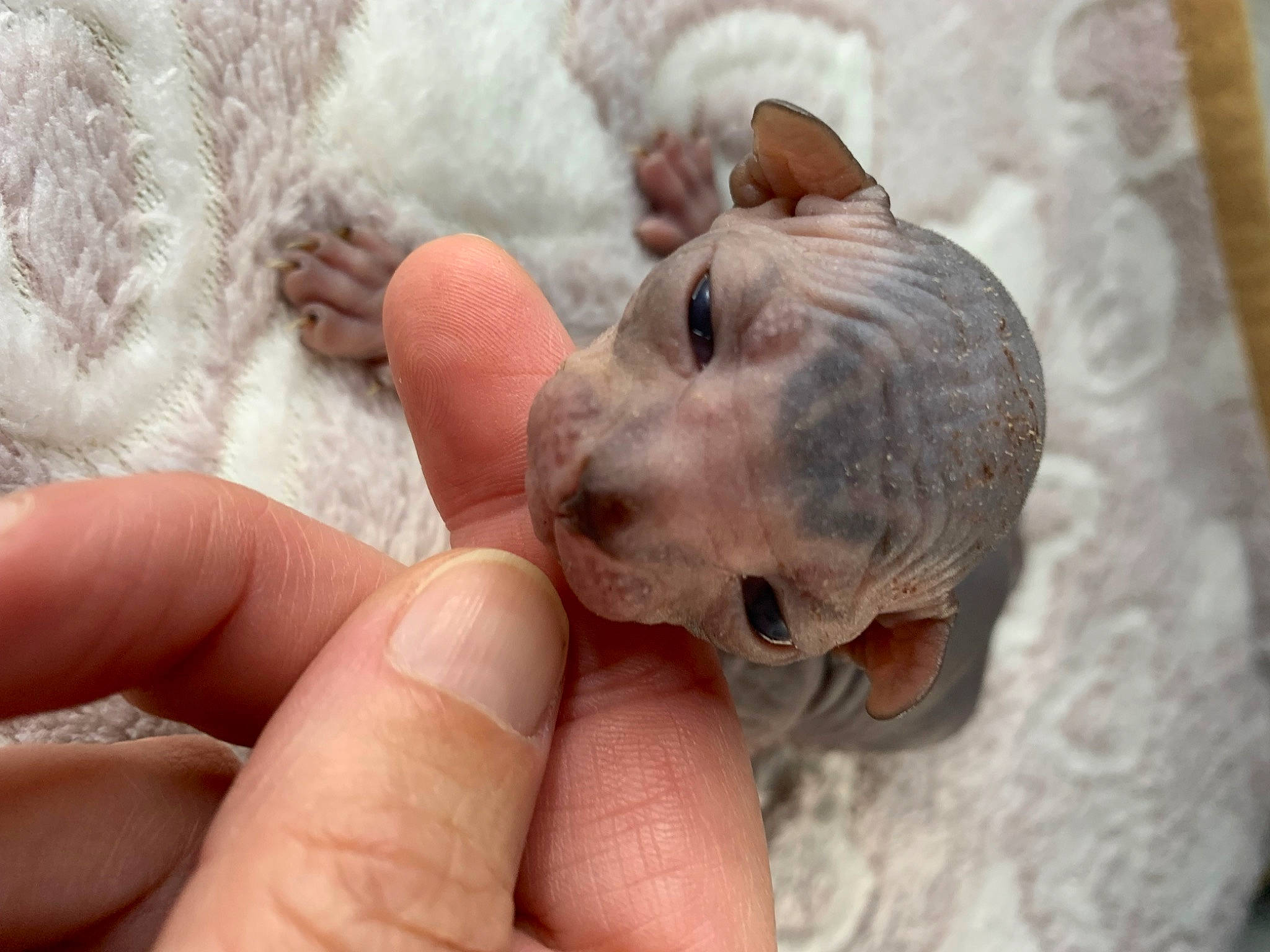 Uriel participe au concours pour gagner de l'argent avec cette photo : art, canidae, carnivore, dog, dog_breed, fawn, finger, foot, gesture, nail, skin, snout, sporting_group, stuffed_toy, terrestrial_animal, thumb, toy, whiskers, working_animal, wrinkle