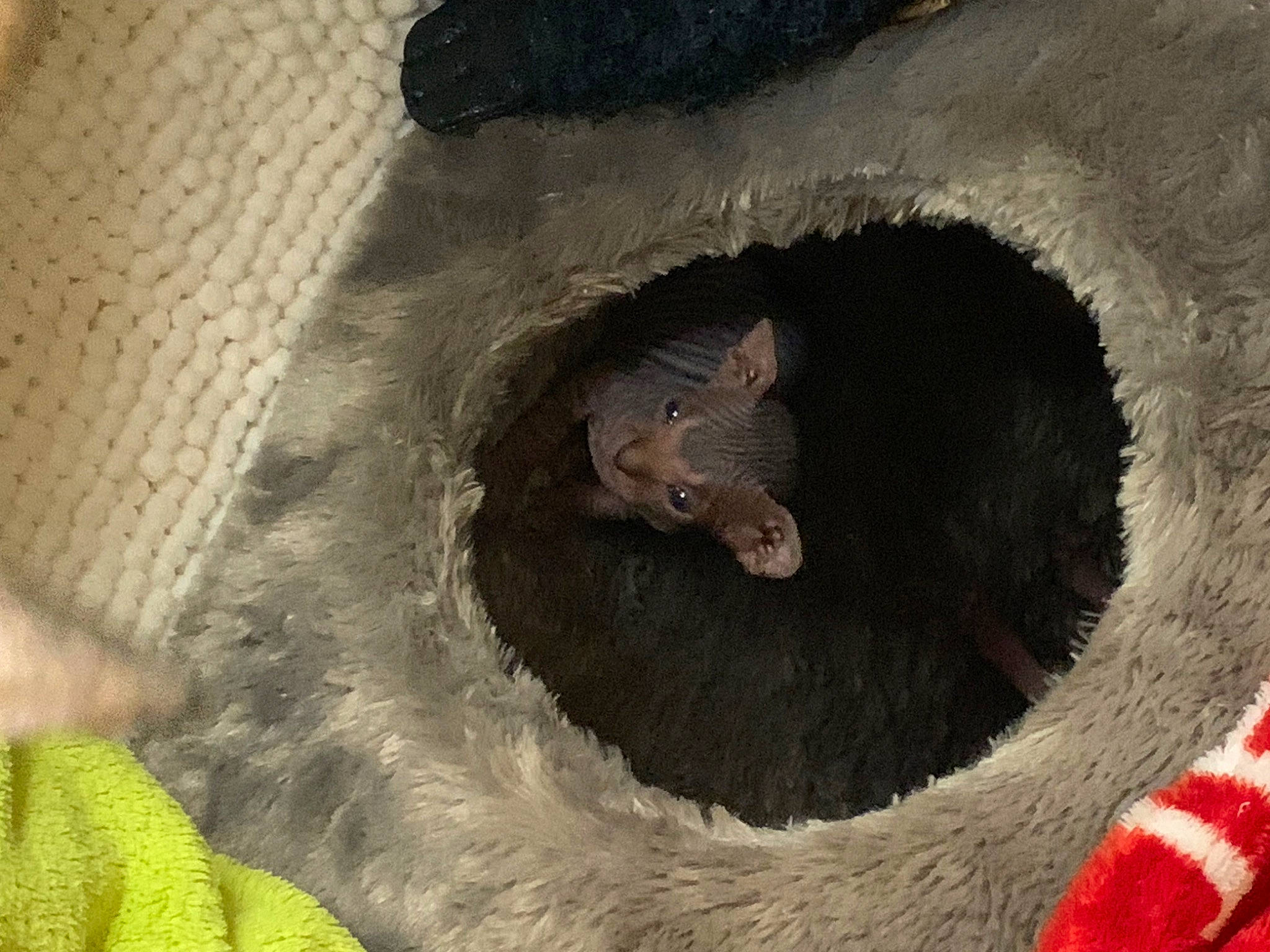 Uriel participe au concours pour gagner de l'argent avec cette photo : art, automotive_wheel_system, carnivore, circle, fang, fawn, fur, muroidea, paw, rat, rodent, snout, tail, terrestrial_animal, tire, toy, whiskers