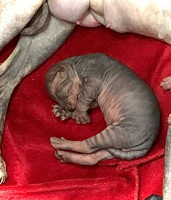 Uriel participe au concours pour gagner de l'argent avec cette photo : art, carmine, carnivore, comfort, companion_dog, dog_breed, felidae, fur, grey, illustration, linens, nap, painting, sleeve, snout, sporting_group, tail, visual_arts, wood, wrinkle