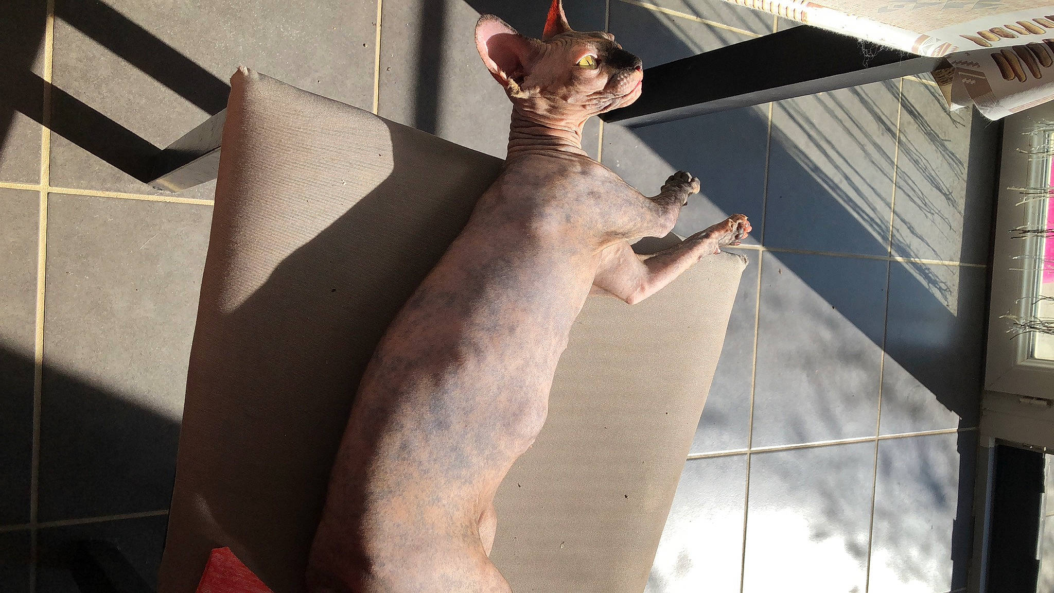 Seiya a rejoint le concours — aidez-le/la à gagner de superbes lots ! carnivore, cat, cornish_rex, devon_rex, donskoy, fawn, felidae, mammal, oriental_longhair, oriental_shorthair, peterbald, rex_cat, small_to_medium_sized_cats, sphynx, tail, whiskers