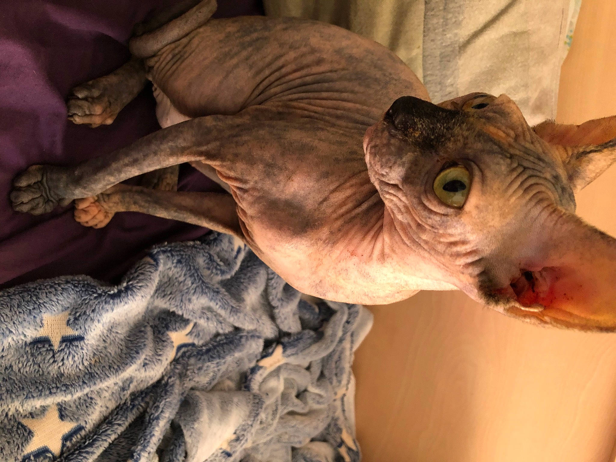 Seiya participe au concours pour gagner de l'argent avec cette photo : carnivore, cat, fawn, felidae, peterbald, snout, sphynx, ukrainian_levkoy