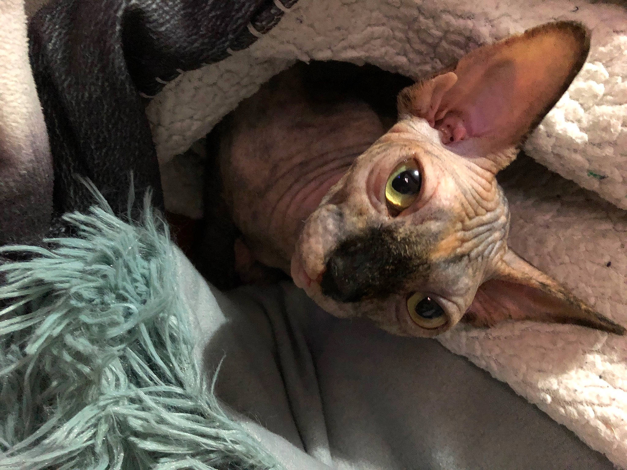 Seiya participe au concours pour gagner de l'argent avec cette photo : american_hairless_terrier, canidae, carnivore, cat, donskoy, fawn, felidae, mammal, mexican_hairless_dog, peterbald, small_to_medium_sized_cats, snout, sphynx