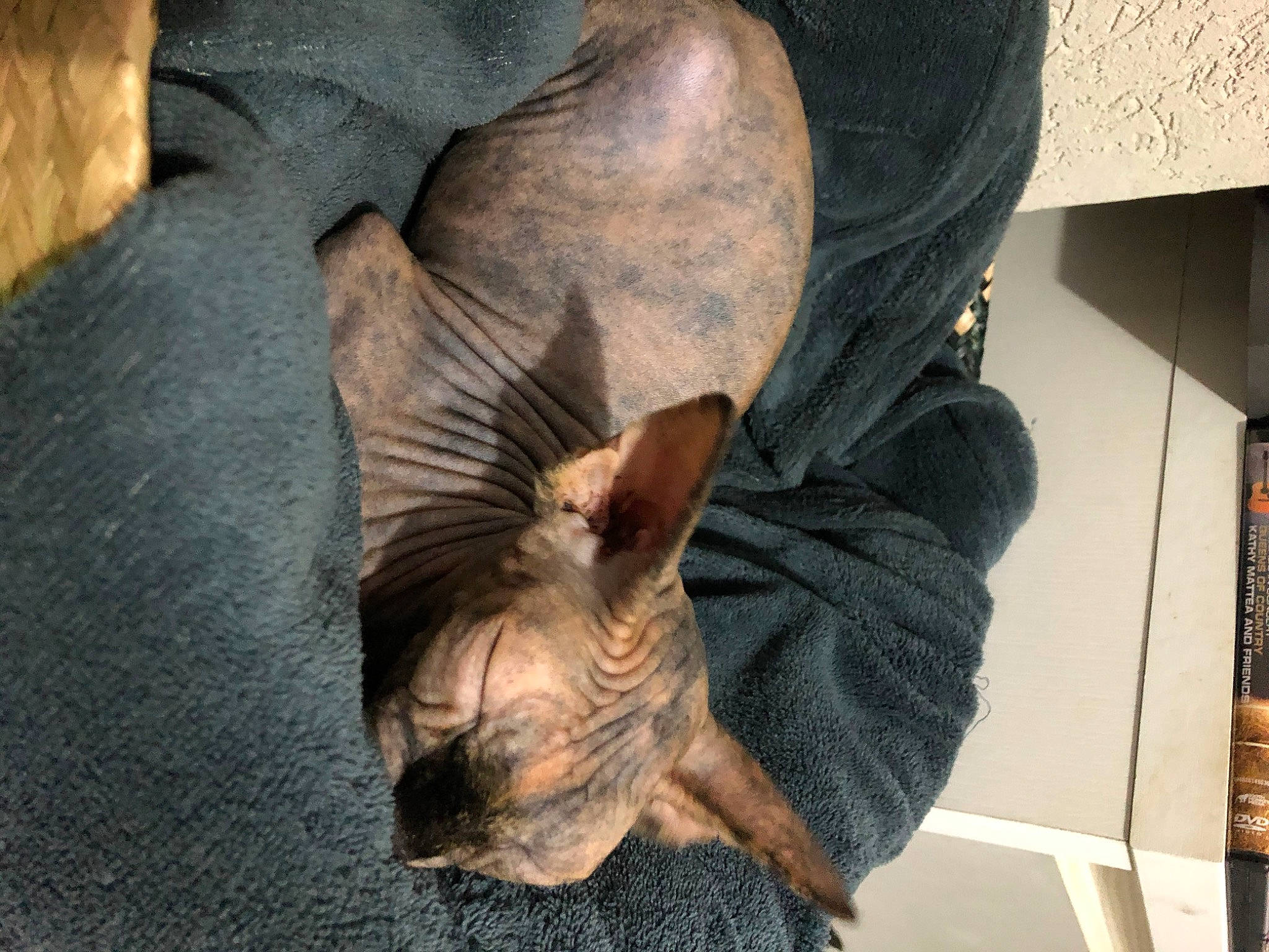 Seiya participe au concours pour gagner de l'argent avec cette photo : carnivore, cat, donskoy, ear, fawn, felidae, mammal, peterbald, small_to_medium_sized_cats, snout, sphynx, ukrainian_levkoy, whiskers