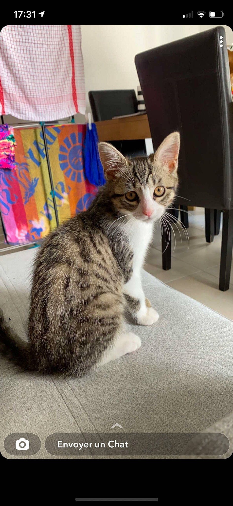 Mia a rejoint le concours — aidez-le/la à gagner de superbes lots ! carnivore, cat, chair, claw, comfort, domestic_short_haired_cat, door, felidae, flooring, fur, linens, paw, sitting, small_to_medium_sized_cats, snout, tail, terrestrial_animal, whiskers